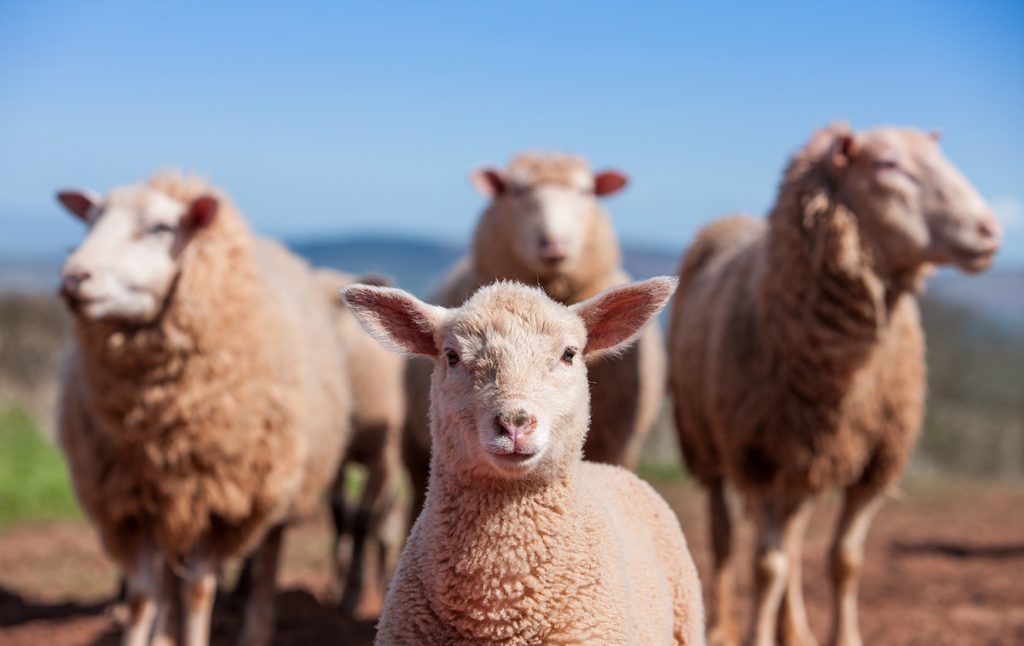It's all about Ewe! It's all about Ewe!