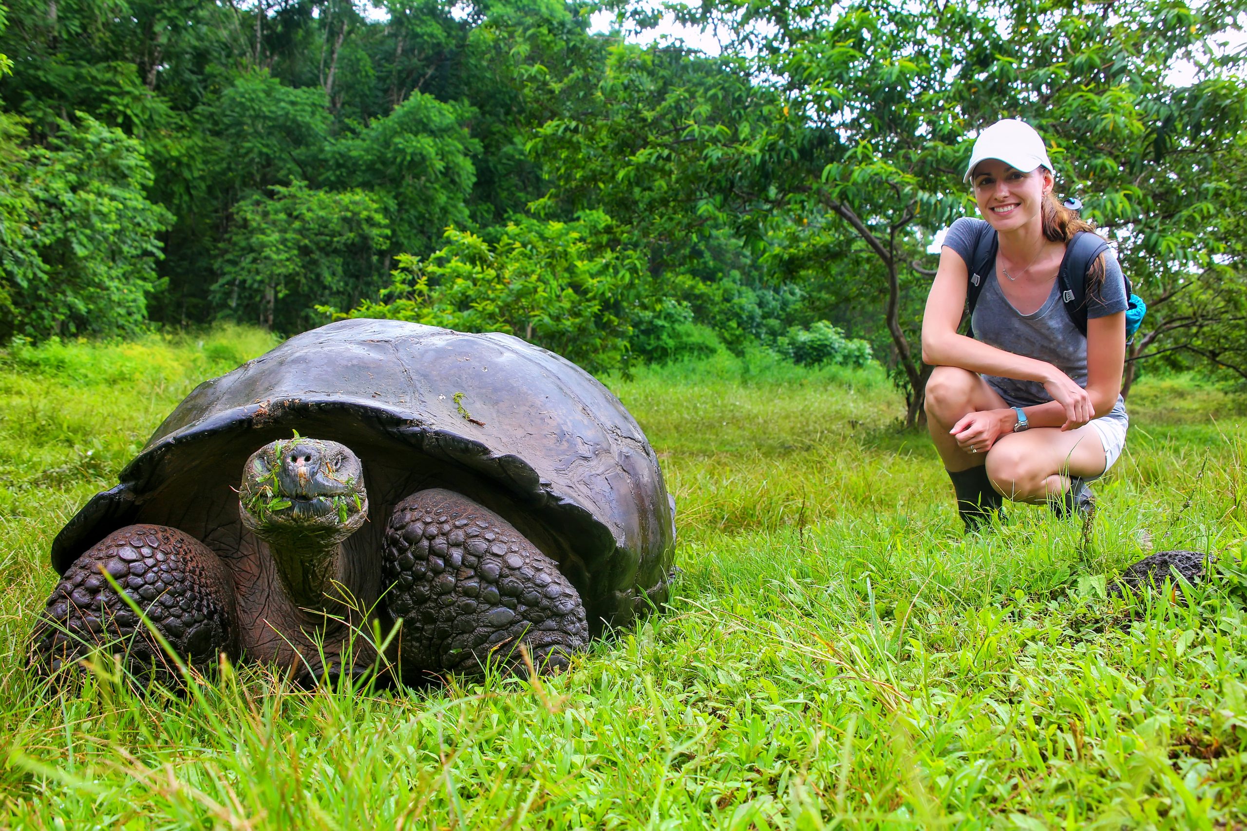 Galápagos Giant Tortoise Galápagos Giant Tortoise