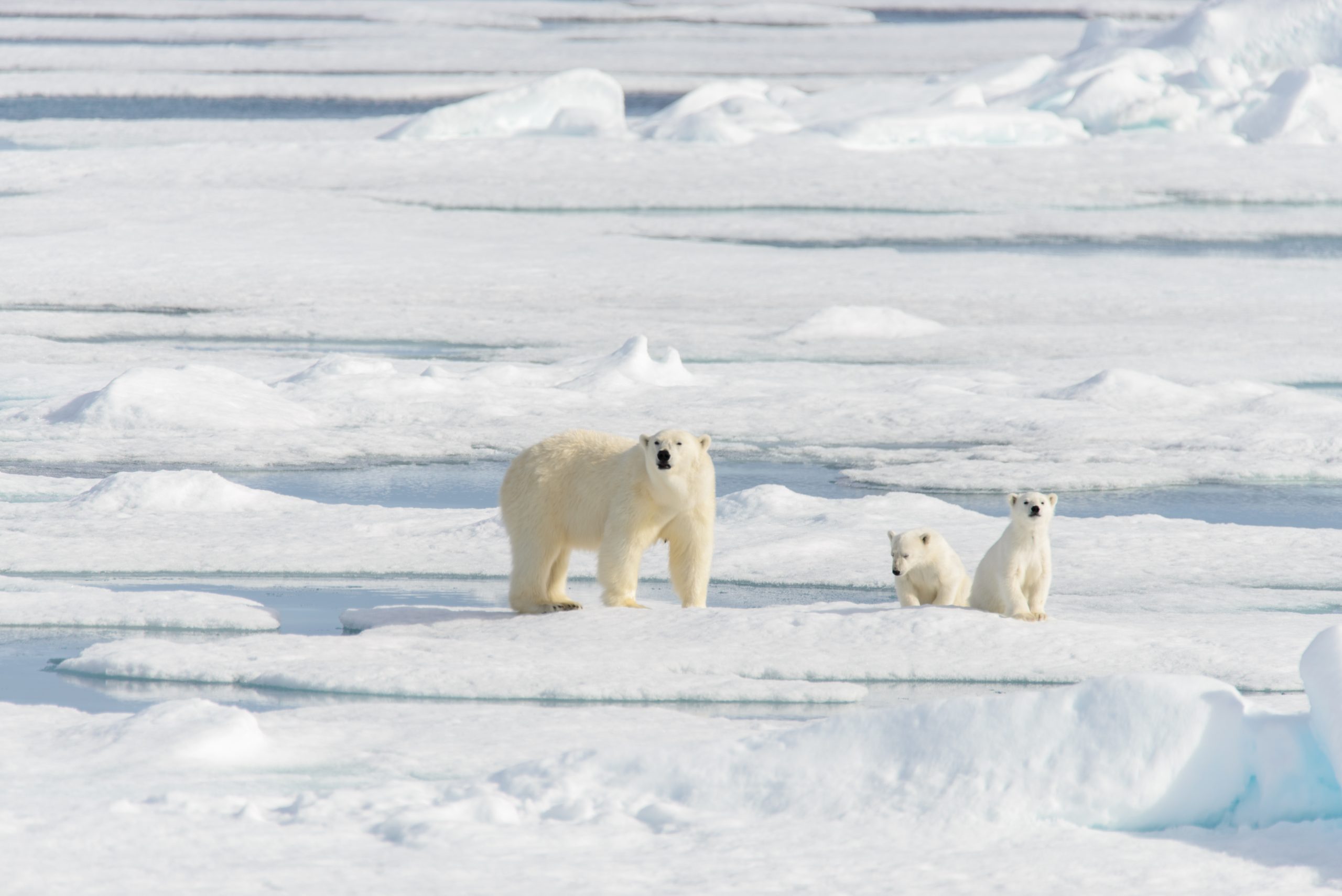 Arctic Polar Bears Arctic Polar Bears